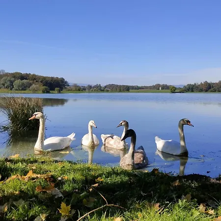 Cozy Fizio Dome Dom wakacyjny *